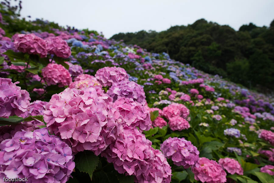 形原温泉のあじさい　1_f0220502_21353237.jpg