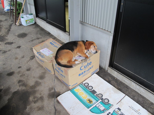 今日は雨そし招君は・・・_b0152504_1844645.jpg