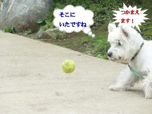 a0161111_20311579.jpg