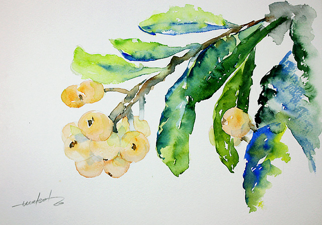 枇杷　loquat_b0144315_0265966.jpg