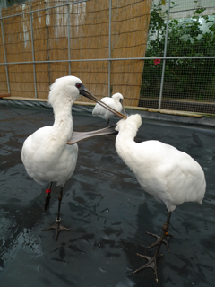 鳥にセクハラされる　の巻き_c0053520_1346631.jpg