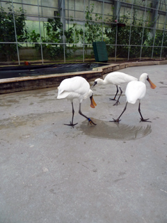 鳥にセクハラされる　の巻き_c0053520_14292644.jpg