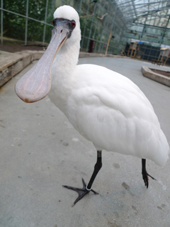 鳥にセクハラされる　の巻き_c0053520_14343953.jpg