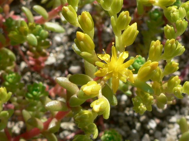 大唐米 タイトゴメ 花の仲間調べ