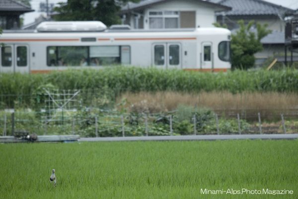 雨の日のケリ・・・と身延線_f0081726_11472170.jpg