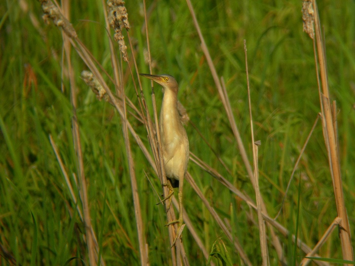 サンコウチョウ_a0080641_1964378.jpg