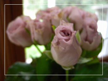 安価 ワタナベ  27本　アンティークカラー 布花「アイボリーの薔薇」 フラワー/ガーデン