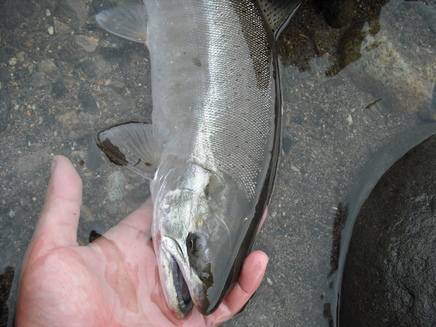 b0180946_2012536.jpg