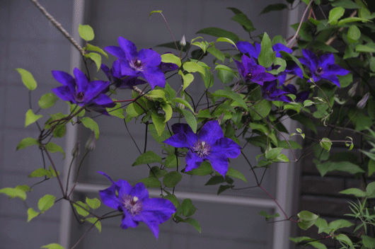 c0093046_2134011.gif