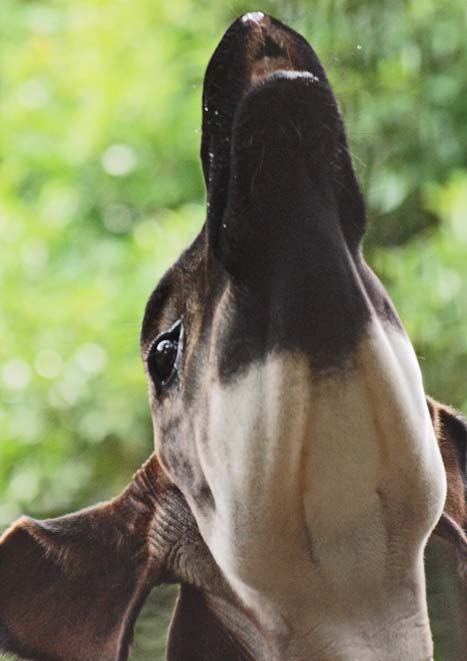 上野動物園・撮影会_c0094546_1032422.jpg