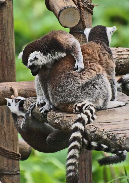 上野動物園・撮影会_c0094546_922876.jpg