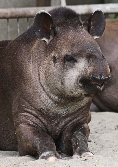 上野動物園・撮影会_c0094546_930216.jpg