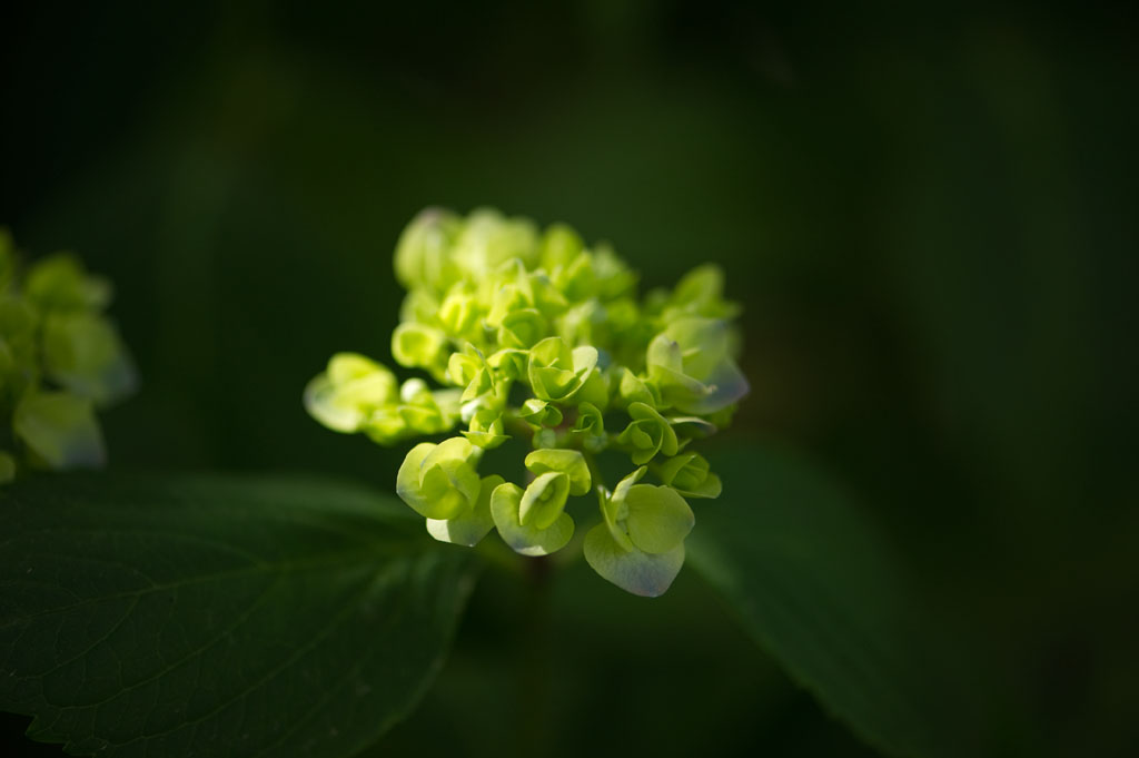 ★紫陽花　鎮国寺にて_b0023047_683311.jpg