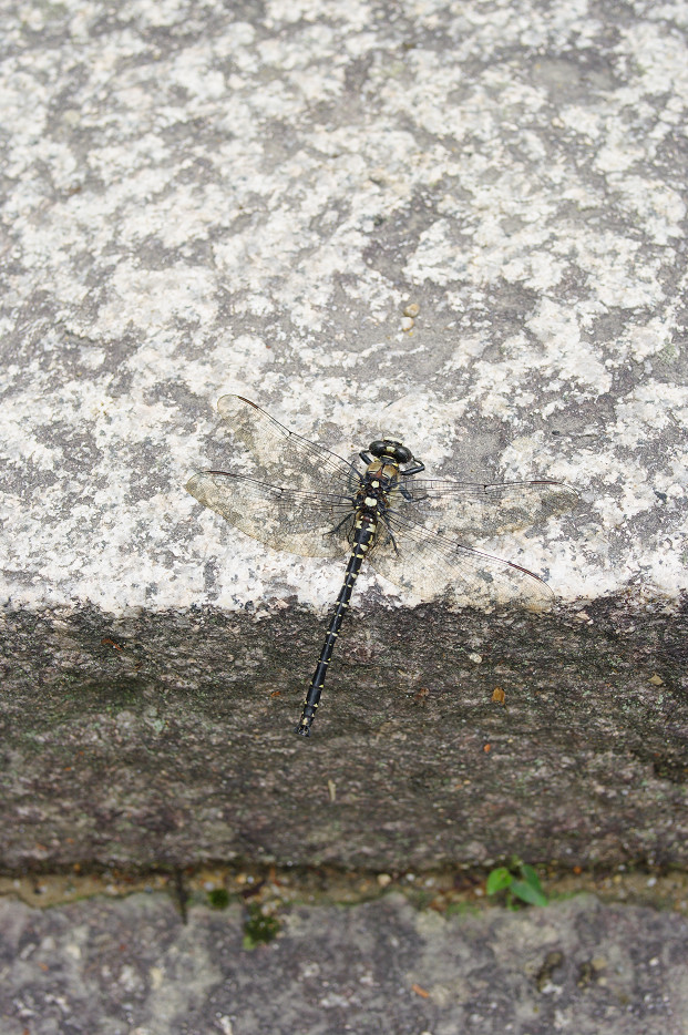 f0152550_1820480.jpg