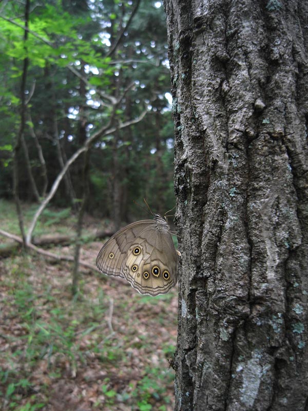 c0045352_1705484.jpg