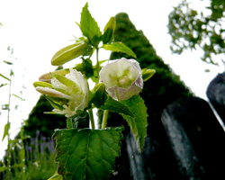 d0050155_4574649.jpg