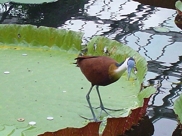 鳥は幸福と愛の象徴だってね_e0074955_1225668.jpg