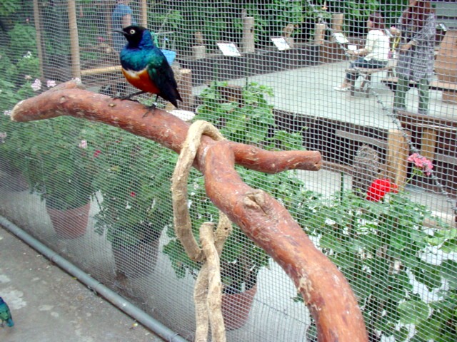 鳥は幸福と愛の象徴だってね_e0074955_1393710.jpg