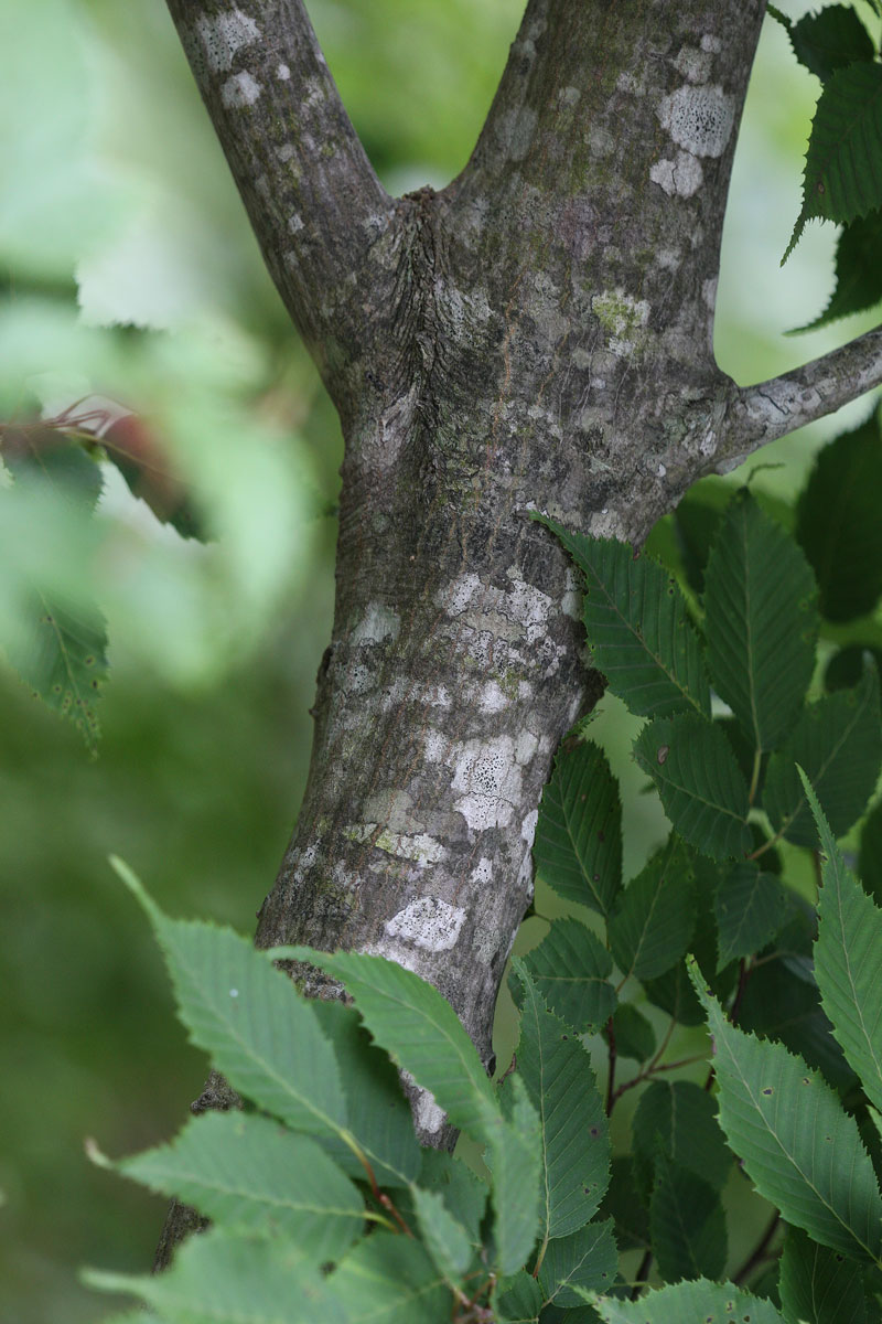 アカシデ Carpinus Laxiflora 鳥平の自然だより 植物編