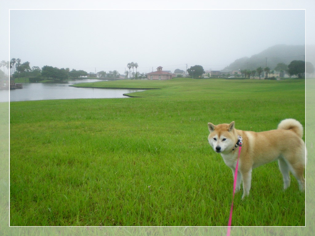 2010年6月27日(日)じゃがいも掘ったよ②!_f0060461_8204815.jpg