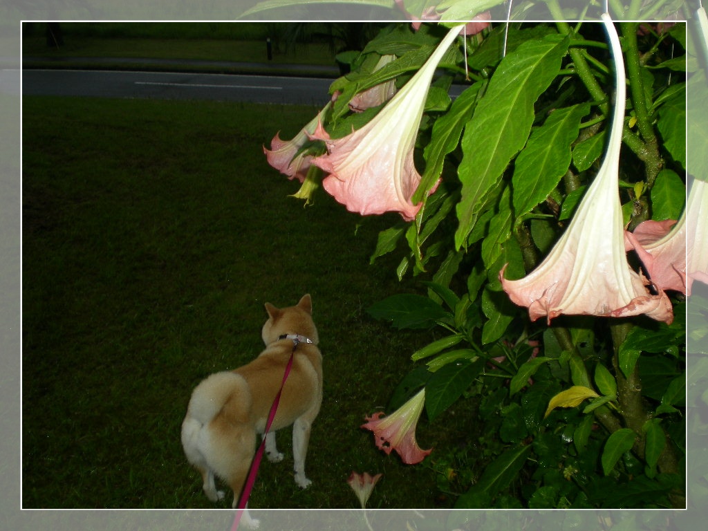 2010年6月27日(日)じゃがいも掘ったよ②!_f0060461_8213924.jpg