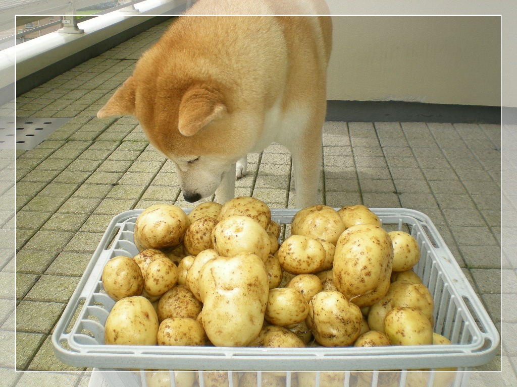 2010年6月27日(日)じゃがいも掘ったよ②!_f0060461_8312240.jpg