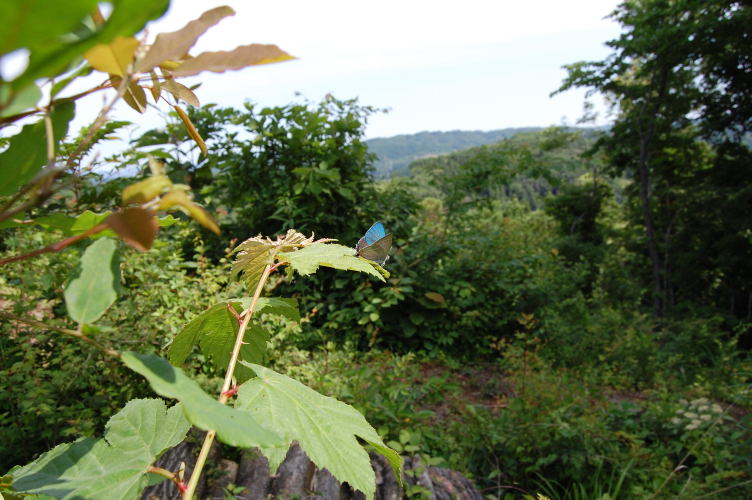 b0167762_1517081.jpg