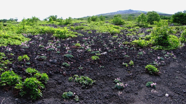 e0196463_19342782.jpg
