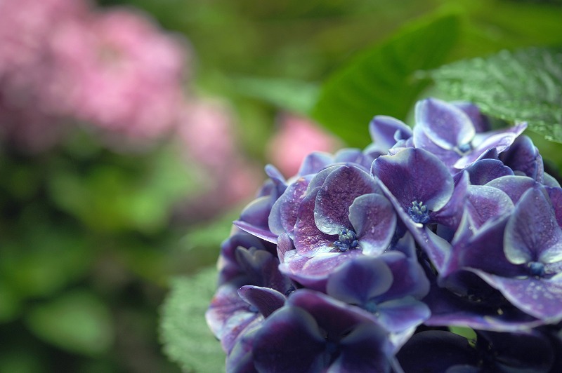 雨の紫陽花　　筥崎宮紫陽花苑　その二_b0131167_10413097.jpg