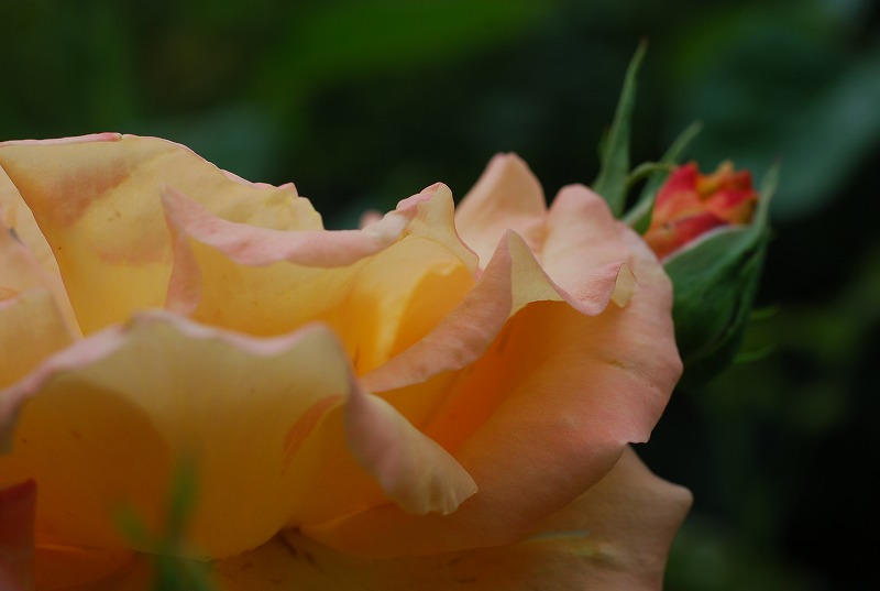 梅雨に咲く紫陽花と薔薇_c0187781_17383419.jpg