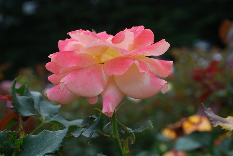 梅雨に咲く紫陽花と薔薇_c0187781_17394697.jpg