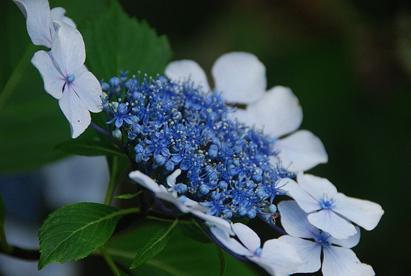 梅雨に咲く紫陽花と薔薇_c0187781_22571656.jpg