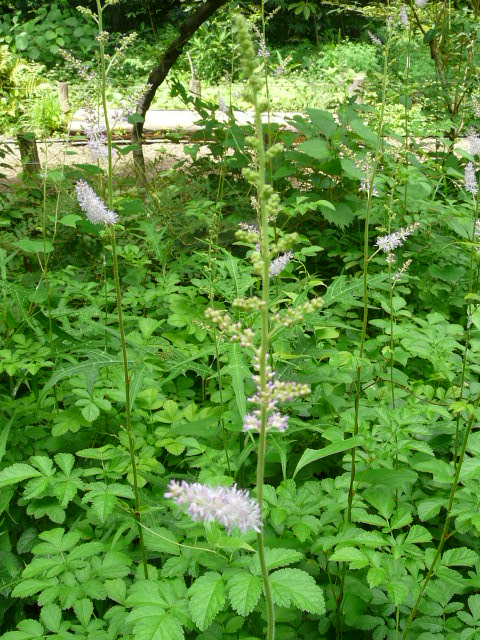 神代植物公園　その２_e0145782_1951359.jpg