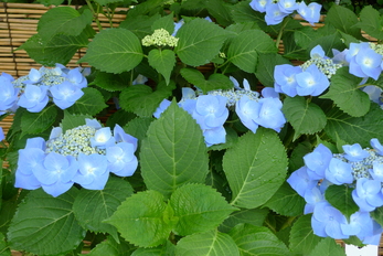 なばなの里　あじさい・しょうぶ祭り_c0147790_23243614.jpg