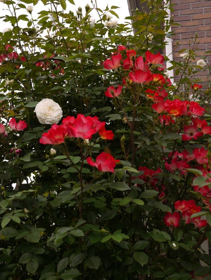 e0163202_21182997.jpg