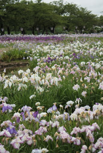 阿賀野市の瓢湖あやめ園へ１_d0001008_1725916.jpg