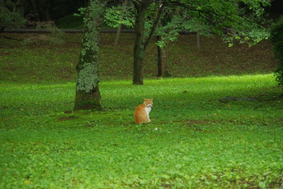 紫陽花も終わりに・・・_d0147812_9113288.gif