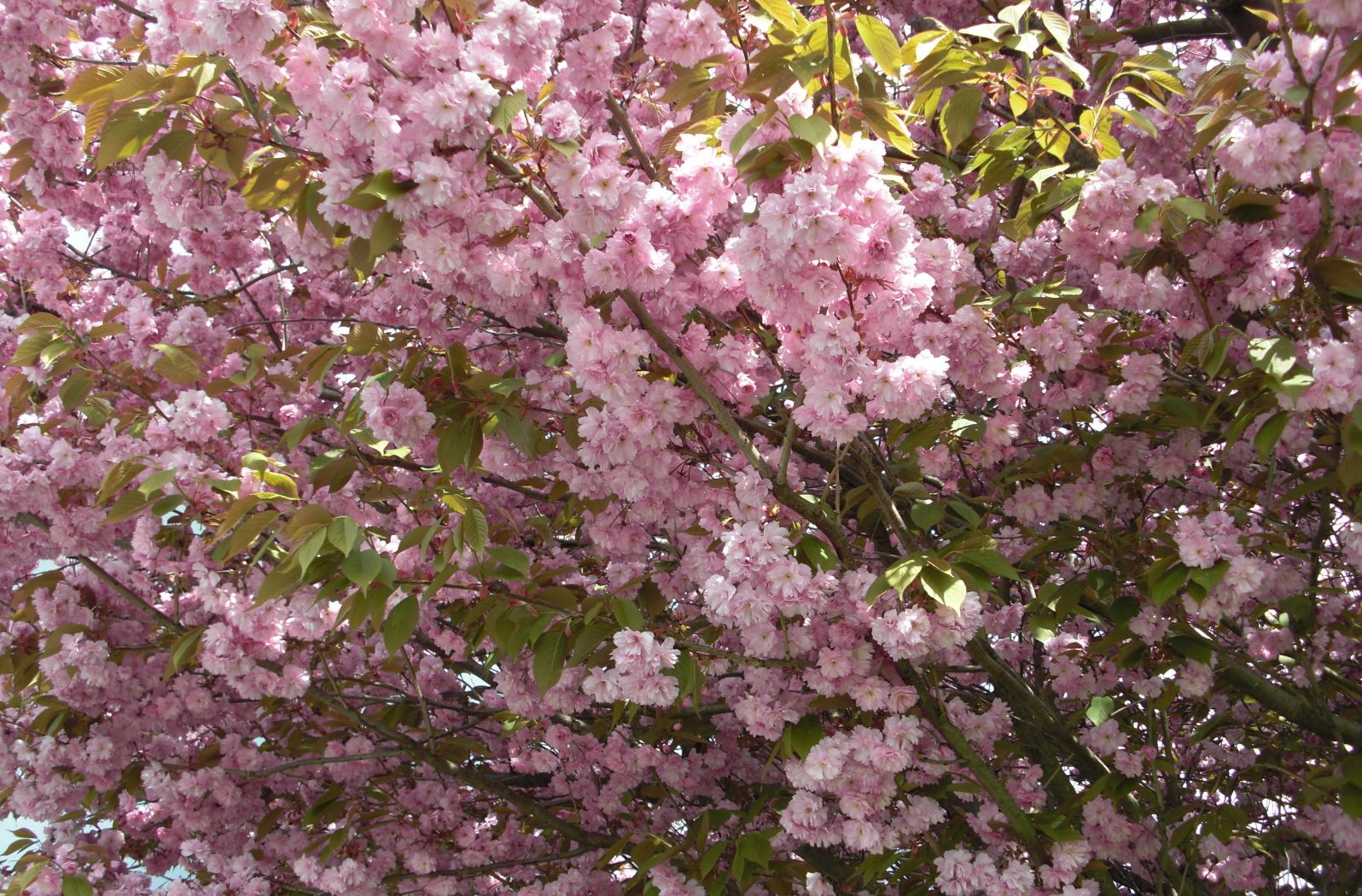 c0094013_3212997.jpg