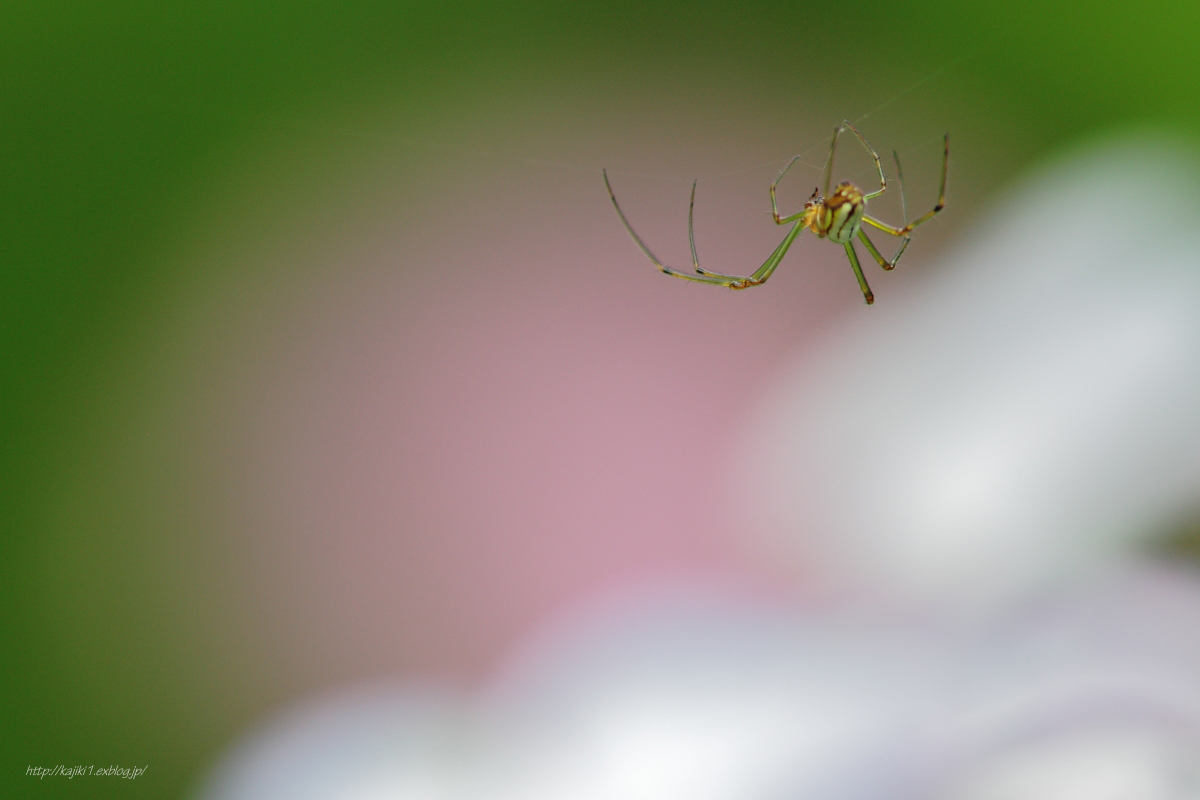 紫陽花の花咲くころ_d0120622_2174729.jpg