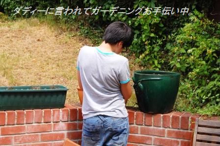 プチトマトのしそ生姜風味マリネ☆_d0104926_523938.jpg