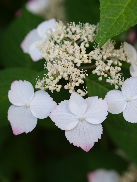 【鎌倉】3.長谷寺の紫陽花_e0169130_22561849.jpg