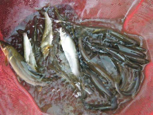 増水 濁り 雨降り 三重苦 されど鮎釣り ー 鮎 山女魚 キジさんに会いたくて 増水 濁り 雨降り 三重苦 されど鮎釣り ー 鮎 山女魚 キジさんに会いたくて