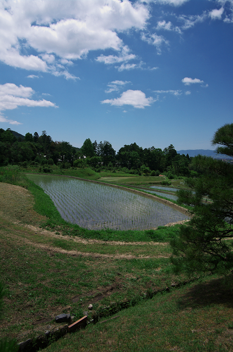 離宮の庭へ・・・（後編）（修学院離宮）_f0155048_02111.jpg