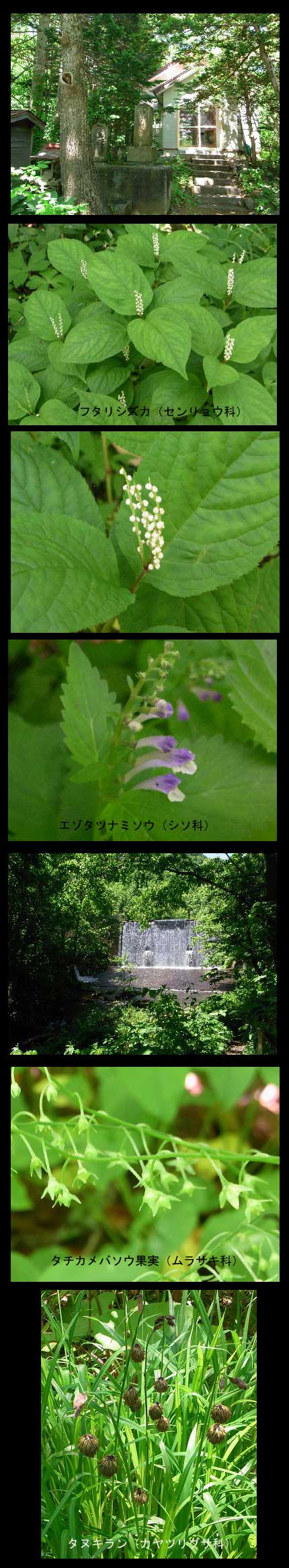 6月２５日　平和の滝登山口～布敷の滝（２回目）_b0176650_21441839.jpg