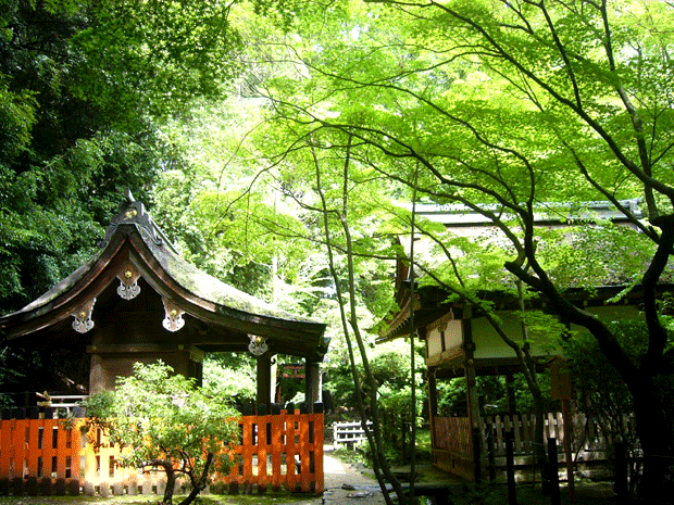 雨上がりの上賀茂神社にて_c0225153_18214347.gif