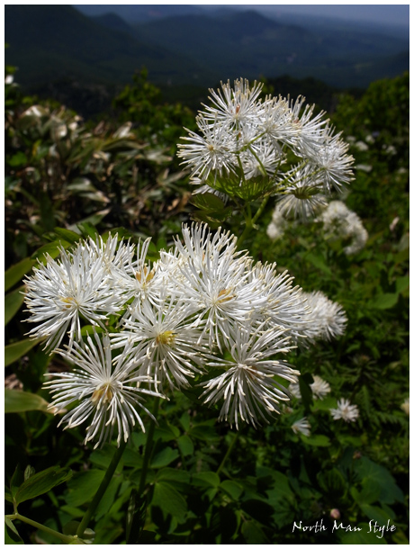 花図鑑#6_a0114060_2124553.jpg