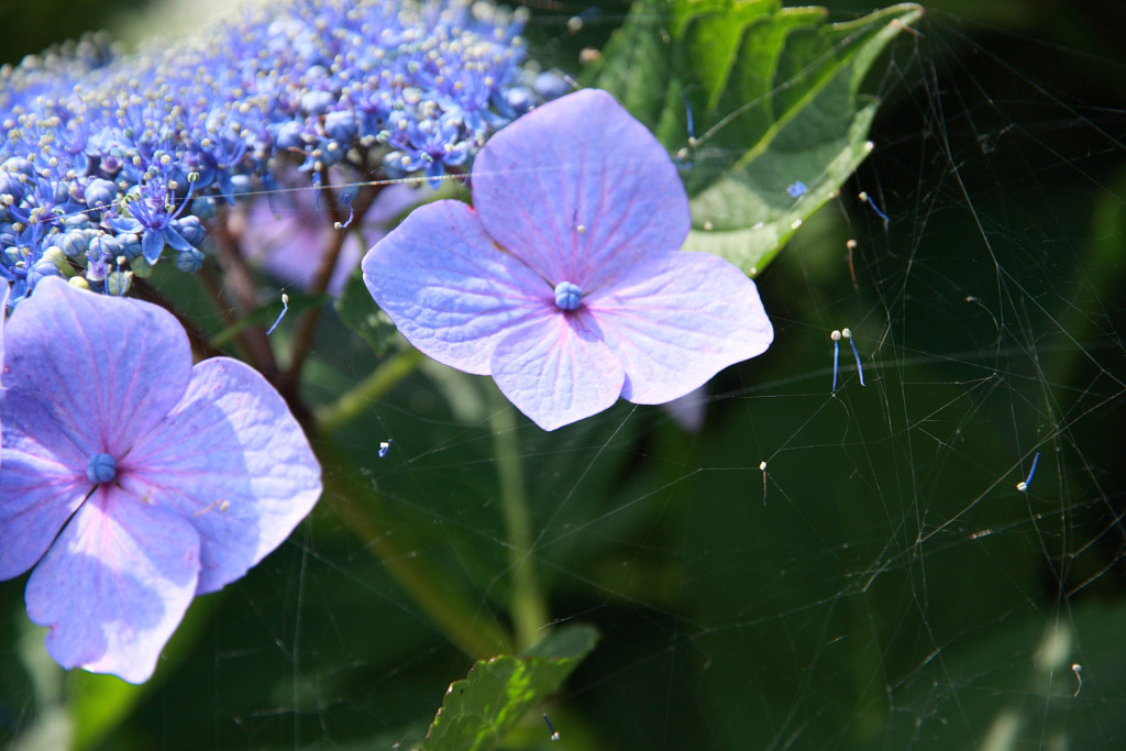 　　山麓の紫陽花_f0129465_6452655.jpg