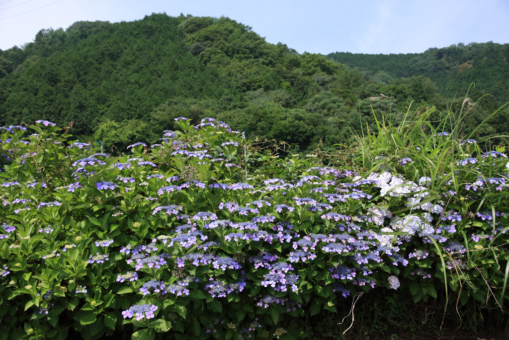 　　山麓の紫陽花_f0129465_645272.jpg