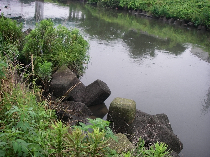 テナガエビ釣り第3回目 埼玉の空より