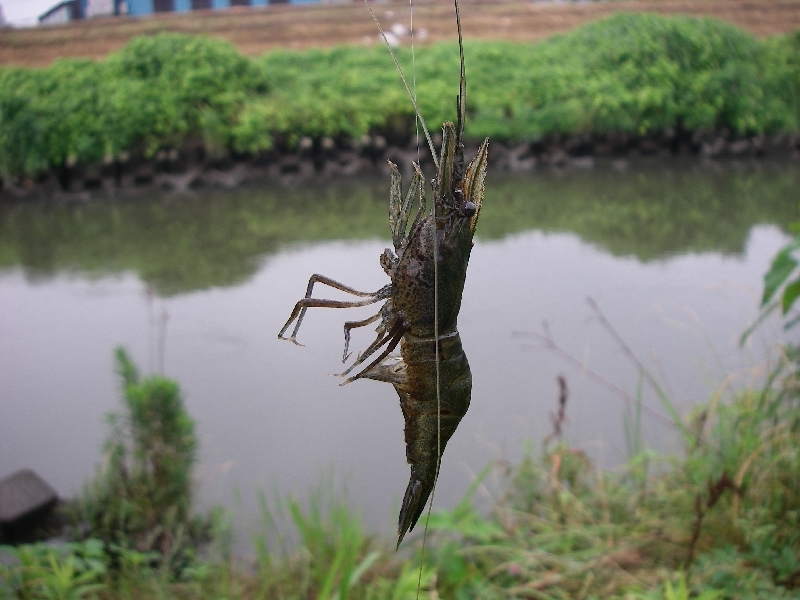 テナガエビ釣り第3回目 埼玉の空より